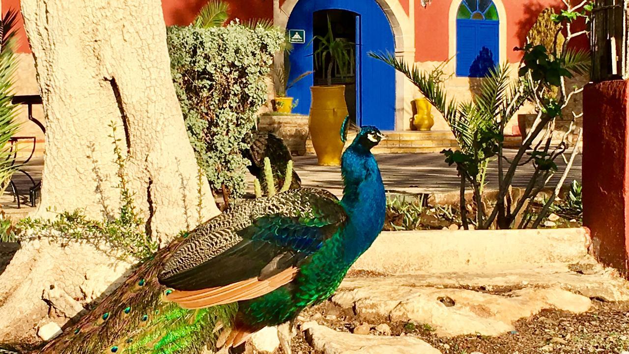 Camping & Hotel Le Calme Essaouira Eksteriør billede