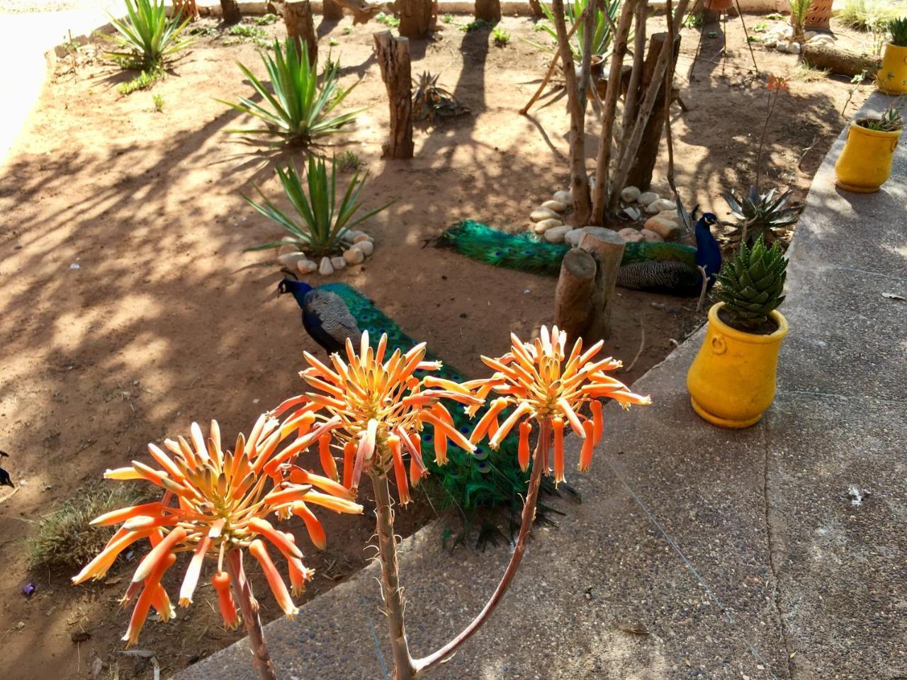 Camping & Hotel Le Calme Essaouira Eksteriør billede