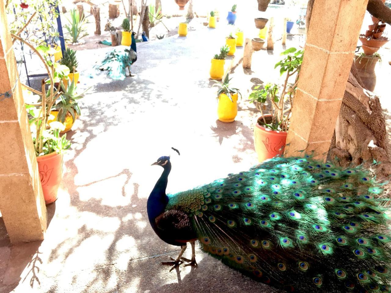 Camping & Hotel Le Calme Essaouira Eksteriør billede